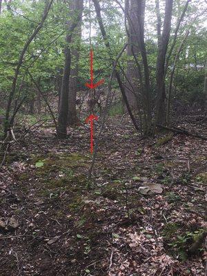 Deer by the trail