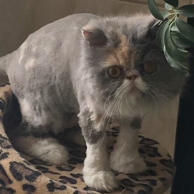 Princess Polly's first Lion Cut!