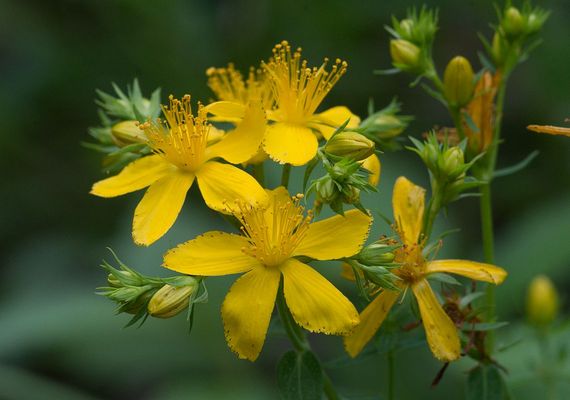 Native plants help to feed wildlife and restore a balance of nature