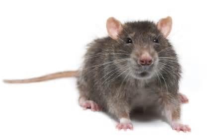 Rats can infest your attic and crawl spaces using holes the size of a quarter!  We seal your house and trap out all of the ro...