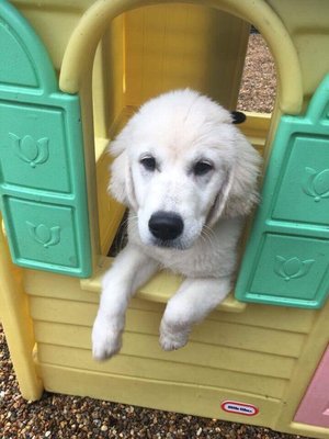 Puppy Daycamp fun!