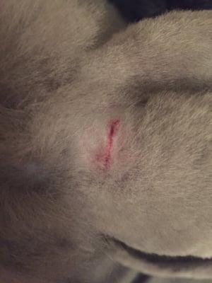 "She scratched herself." This cut is on the back of my kitty's neck. The groomer even put glue on it. Awful.