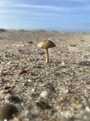 Bald Head Island