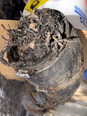 Root compromised septic connection