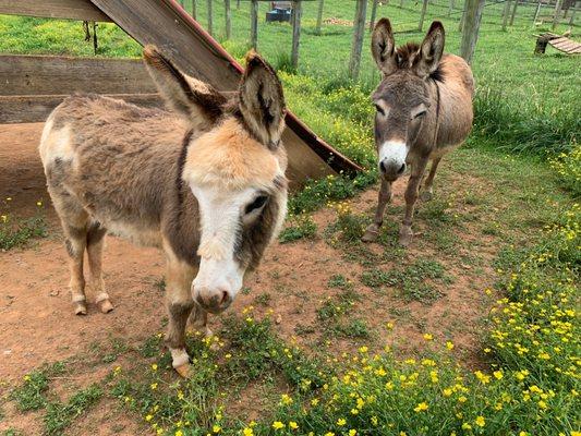 Miniature donkeys