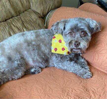 This is Minnie with her pretty new bandana....Happy Dog, Happy me!!