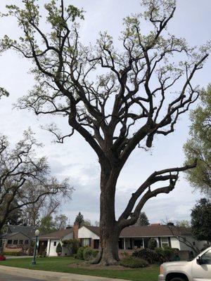 Over 200 year old oak recently struck by lightning trimmed and balanced by Gavin. Good to go for 100 more year, lord willing.