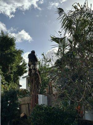 Pine tree removal