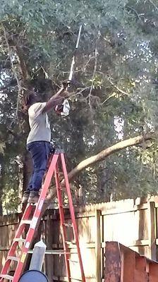 Trimming tree's