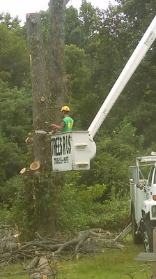 Hazardous Tree Removal