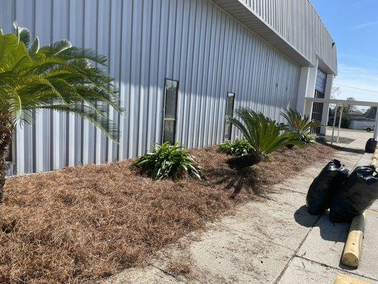 Palm tree planting, bed cleanup, stump Removal, pine straw installed