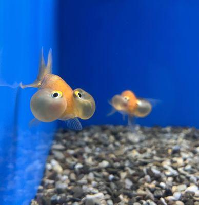 Cool goldfish (bubble eye goldfish)