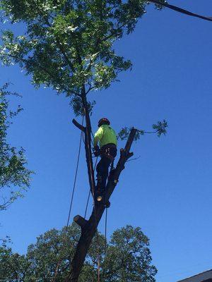 Tree removal, limb is roped to secure it