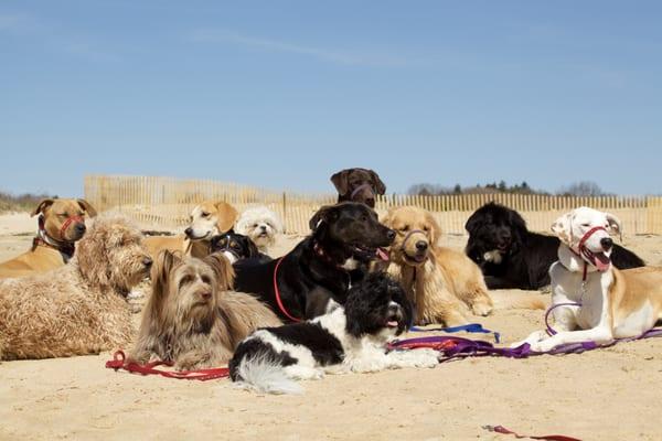 Day School For Dogs!