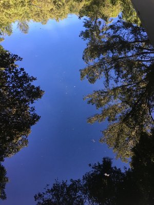 Reflection in their old swimming pool.