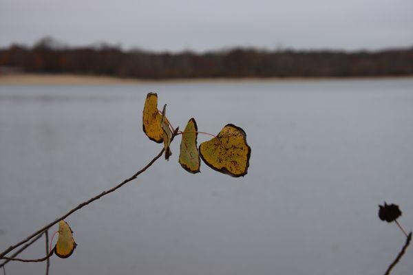 Ronkonkoma Town Beach