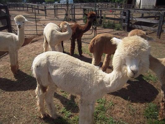 Adorable baby alpacas