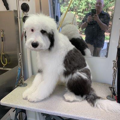 That's right. A Sheepadoodle (puppy)