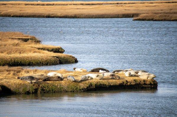 Long Island Harbor Seals sunning on the marshes.