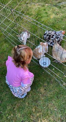 Beautiful Hens, rabbits, Guinea pigs and a goat