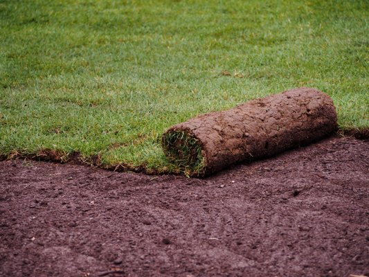 Grillo sod is available for delivery. The beauty of sod is it provides an almost instant lawn without the hassle of growing grass.