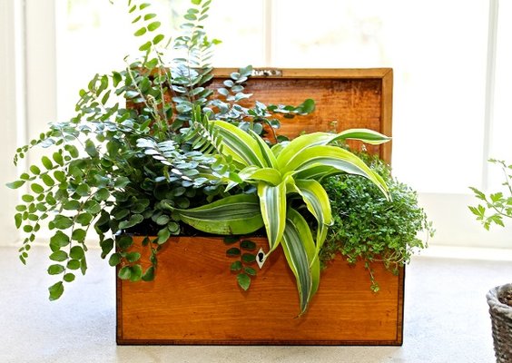 Gorgeous Houseplants and arrangements available