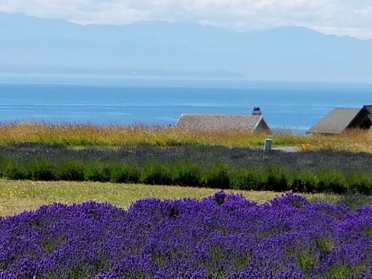 Our favorite delivery so far has been to lavender farm by the ocean.  I love my job at Mini Storage on Wheels.