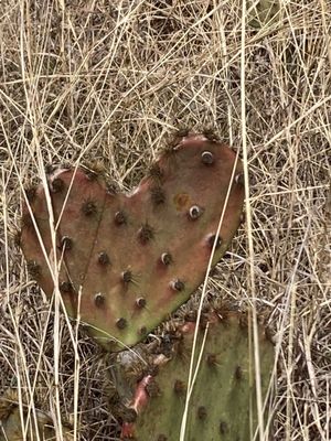 Heart shaped cactus ;)