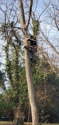 Tree Top Tree Service