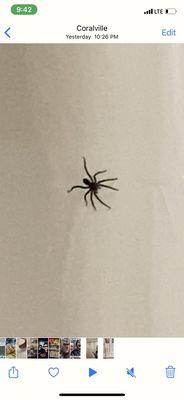 Spider on the shower curtain