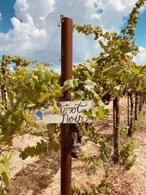 Volcan Mountain Winery