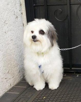 Fostered Male puppy. Groomer did an excellent job! New adopted parent was very happy!