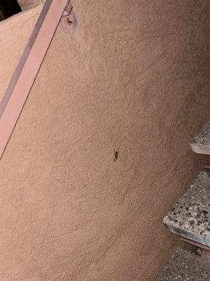 Scorpion outside as we walk up our stairs.