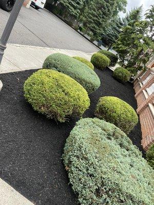 Mulching and trimming bushes