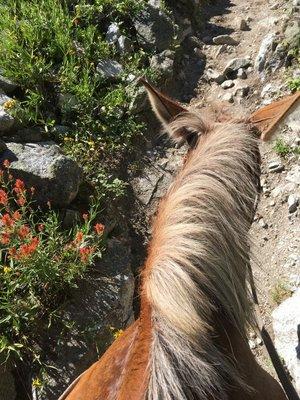 Trails in eagle caps aboard Chic the mule