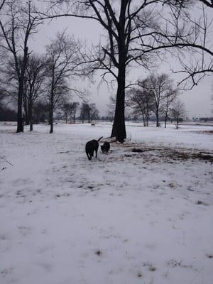 The dogs out for a winter walk