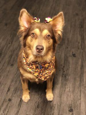 Evee looking all pampered after grooming :)