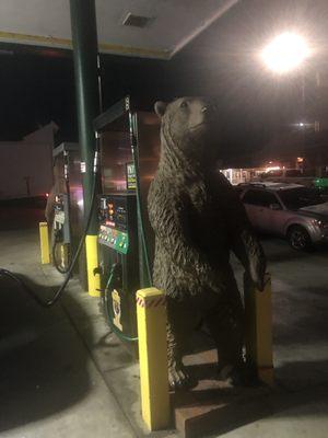 Bear statute