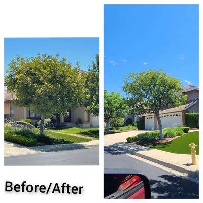 Before/After Tree Trimming