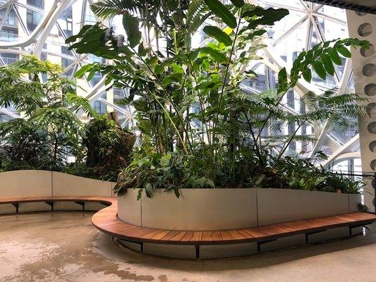 Amazon Spheres Benches refinished by Holowchuk team.