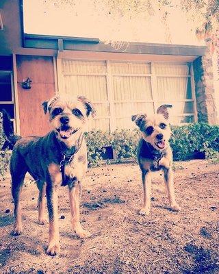 Freshly clipped Carlos and Marli .