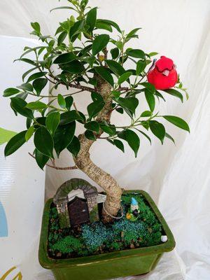 Ficus Bonsai