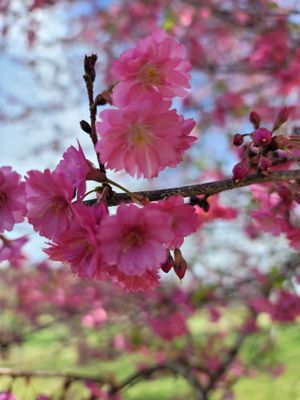 I need this cherry tree in my yard!