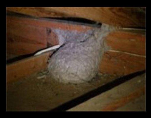 Home Inspection of Attic - Allen county Large Hornet nest built in eave.