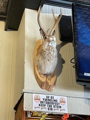 Jackalope where are u from?!