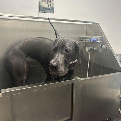 Our wash stations holds all different size breeds!!