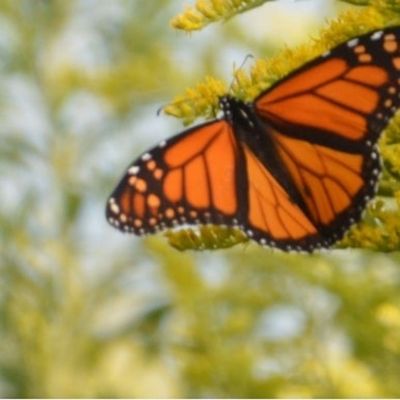 Migration of the monarchs