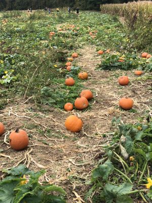 Pick your own pumpkin patch