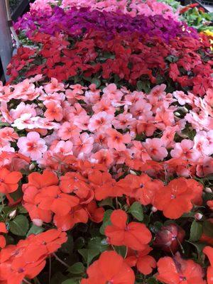 A large assortment of annuals as well as perennials, trees and shrubs.