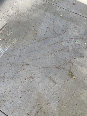 Stained concrete patio